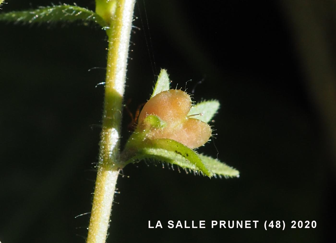 Speedwell, Wall fruit